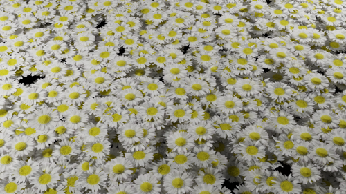 white daisy preview image